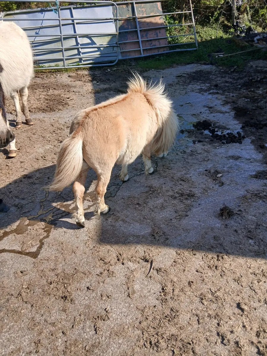 Fallabella colt 4yo  26inches - Image 4