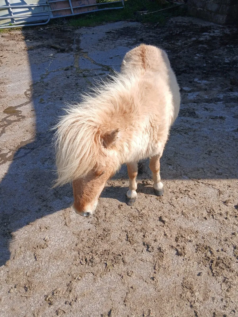 Fallabella colt 4yo  26inches - Image 3
