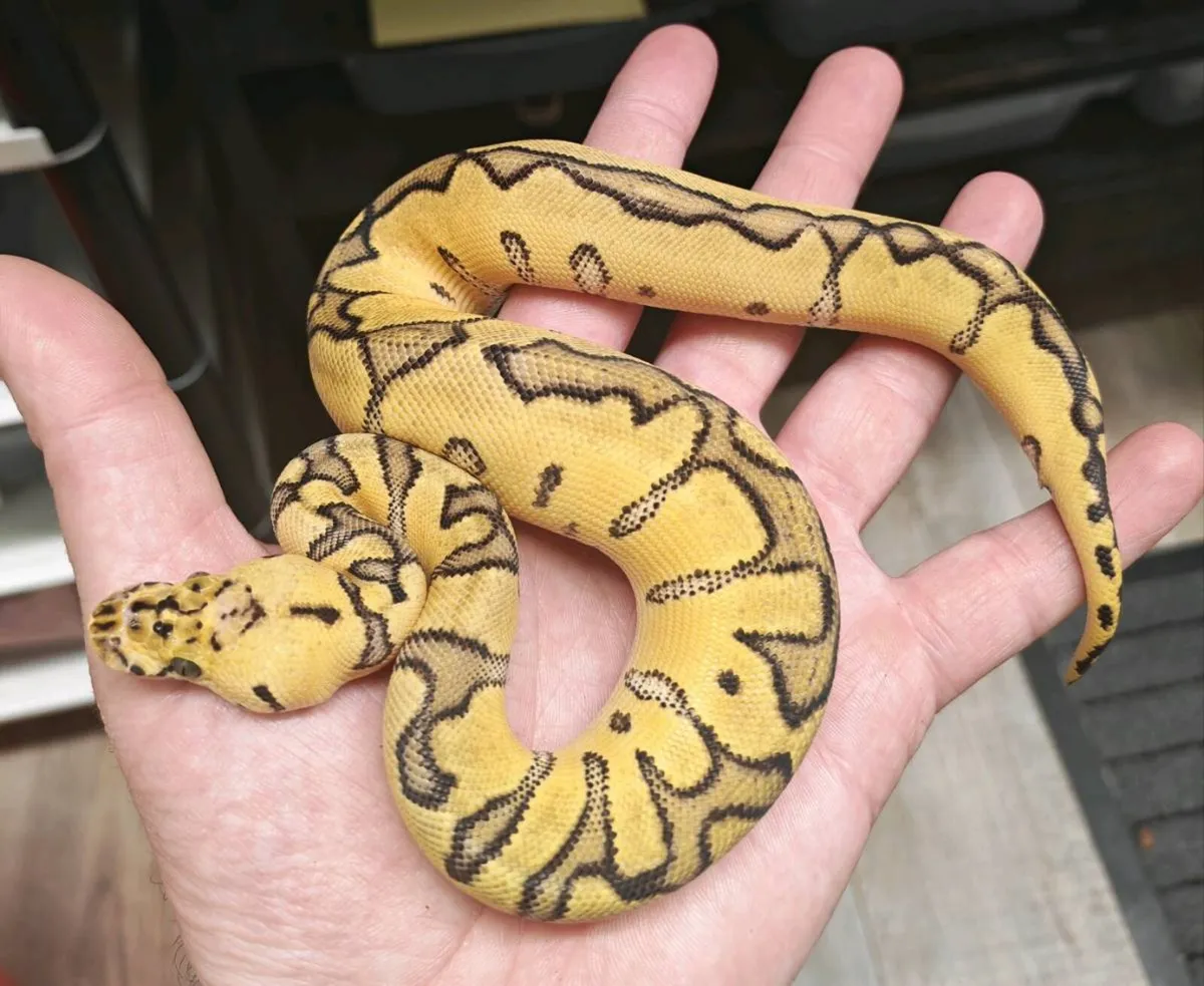 Royal python
