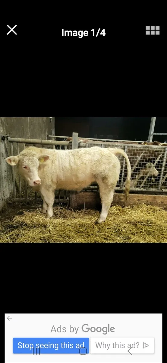*** 5 star purebred ch heifer *** - Image 1