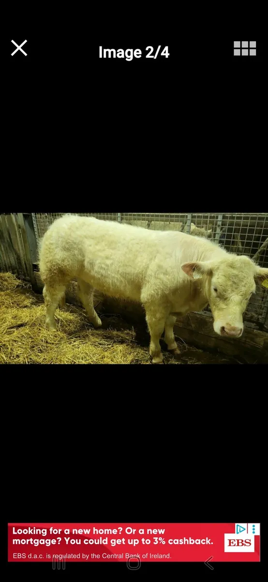 *** 5 star purebred ch heifer *** - Image 2