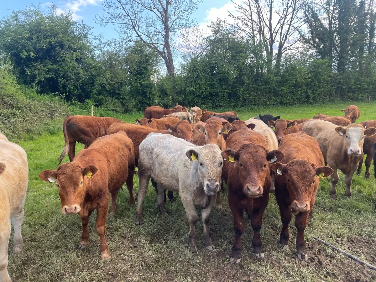 Organic Weanlings  for Roscommon mart - Image 1