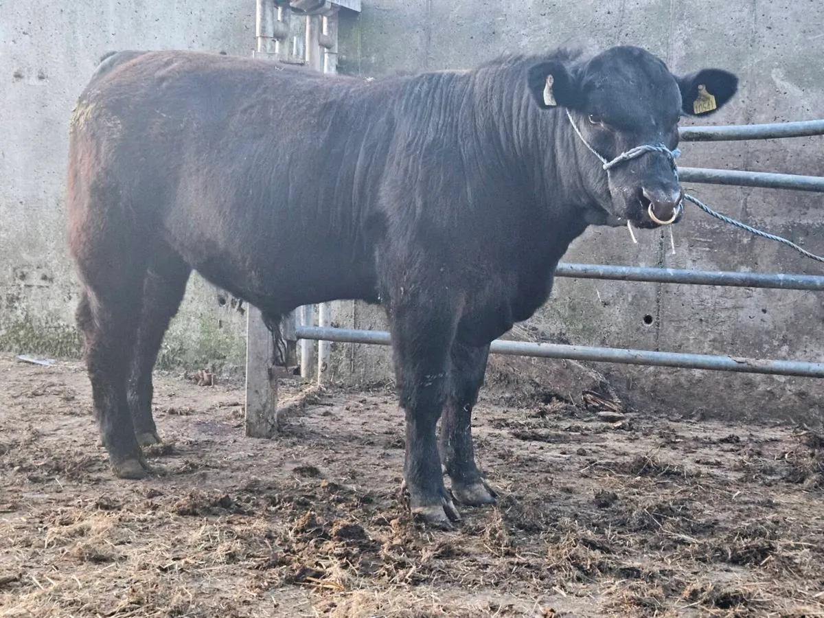 Selection of PBR Angus Bulls - Image 3