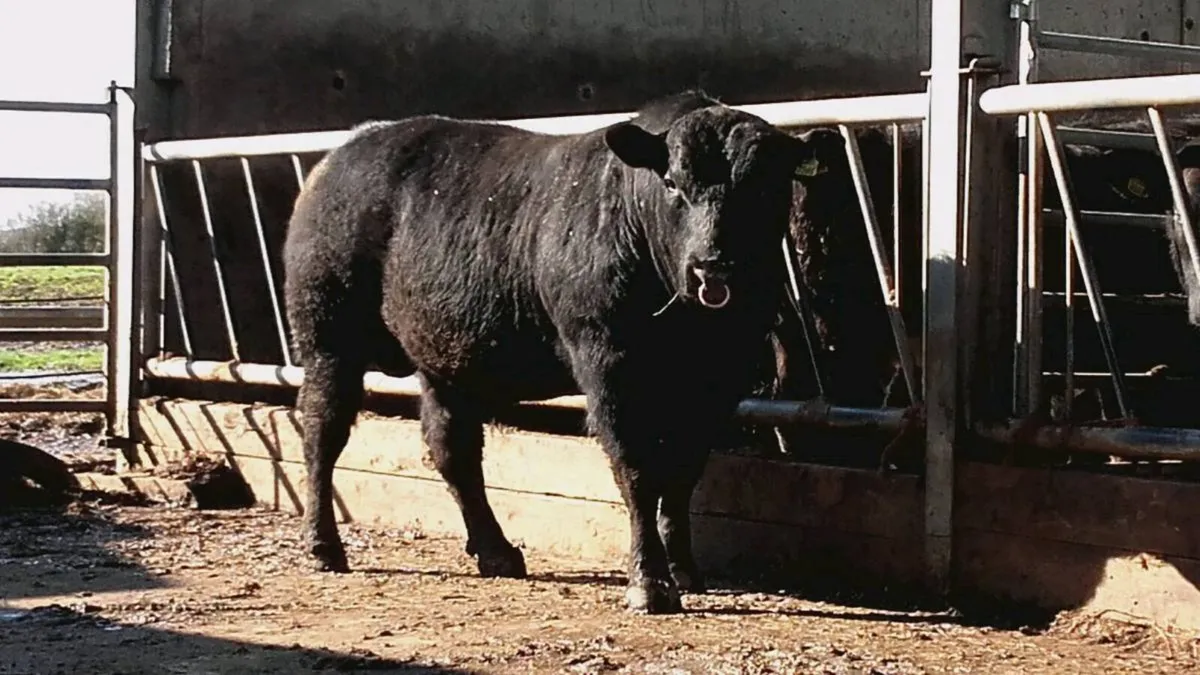 Selection of PBR Angus Bulls - Image 4