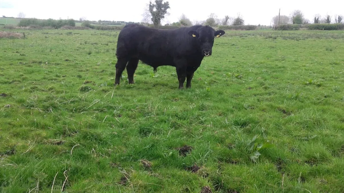 Selection of PBR Angus Bulls - Image 1