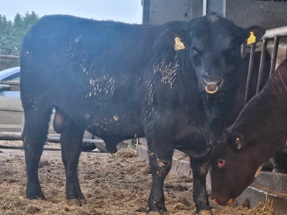 Selection of PBR Angus Bulls - Image 2