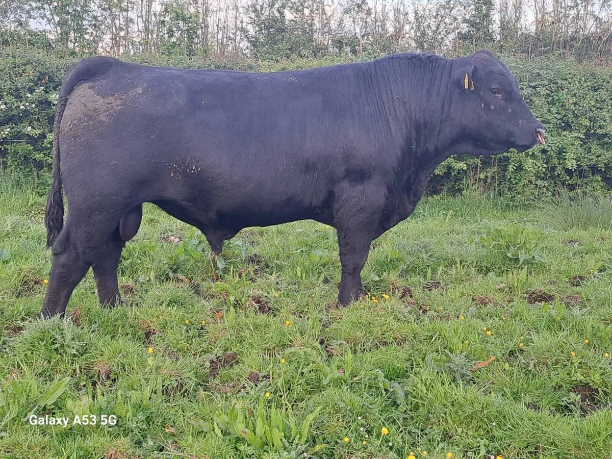 Selection of PBR Angus Bulls - Image 1