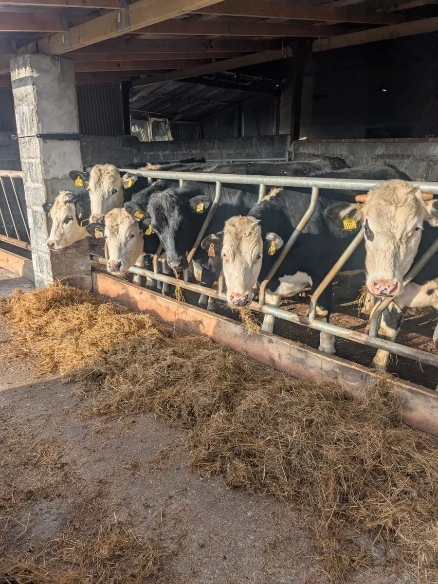 6 bullocks in Balla Mart tomorrow May 2 - Image 1