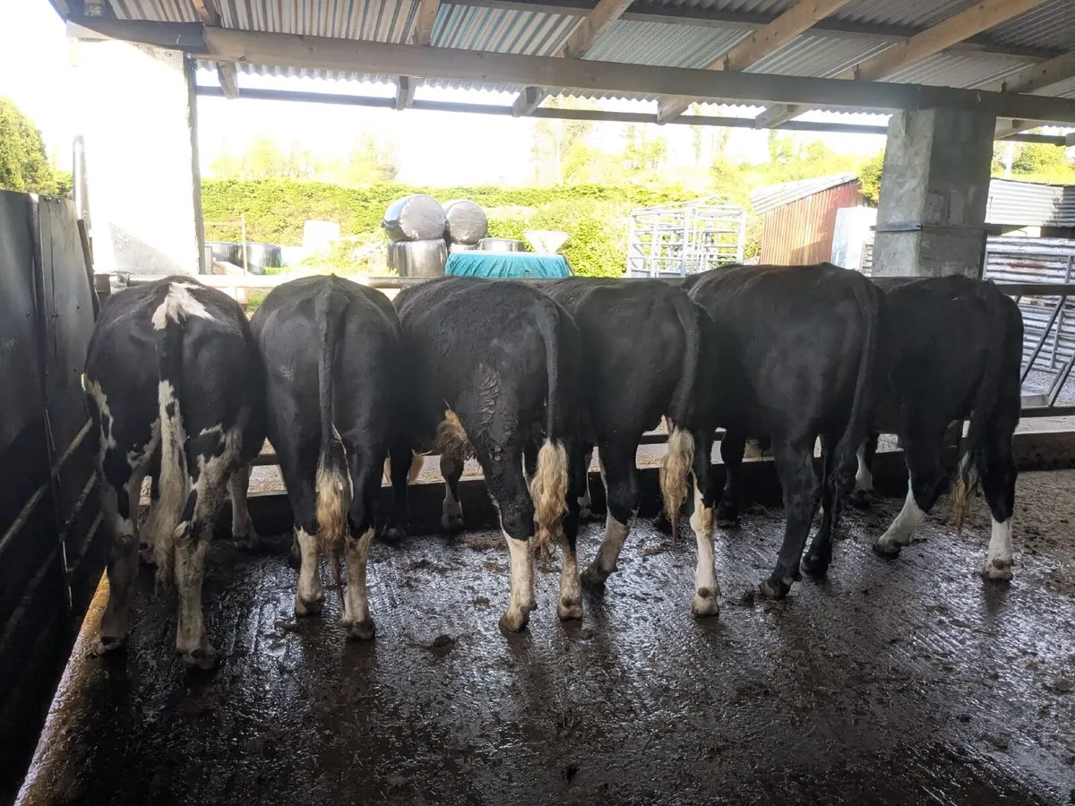 6 bullocks in Balla Mart tomorrow May 2 - Image 2