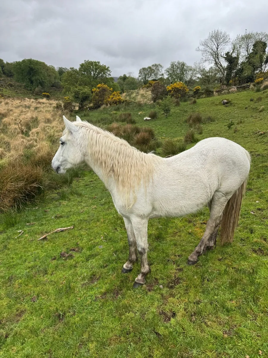 Comamara pony - Image 1