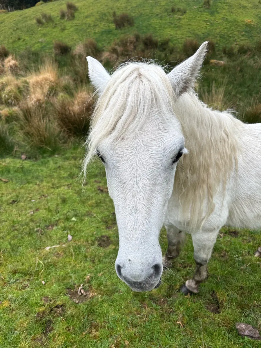 Comamara pony - Image 2