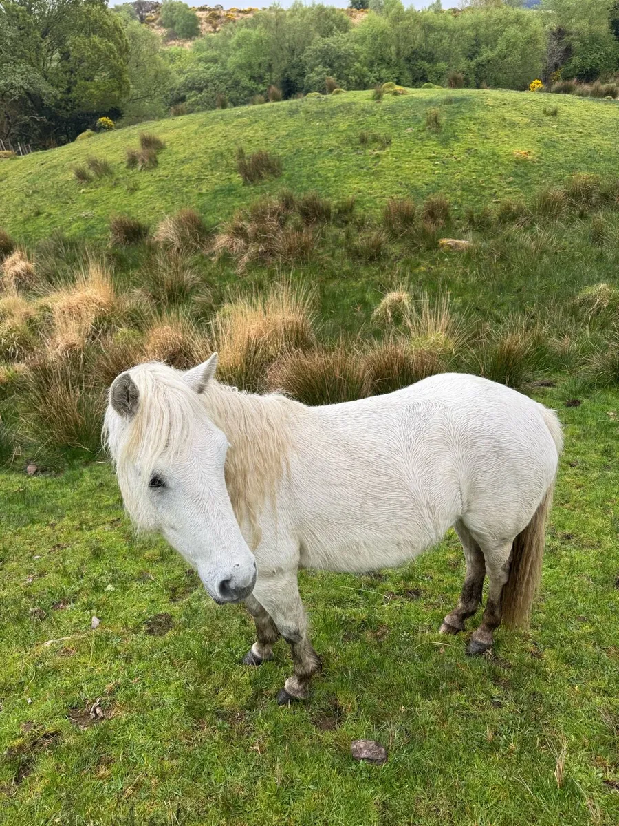 Comamara pony - Image 4