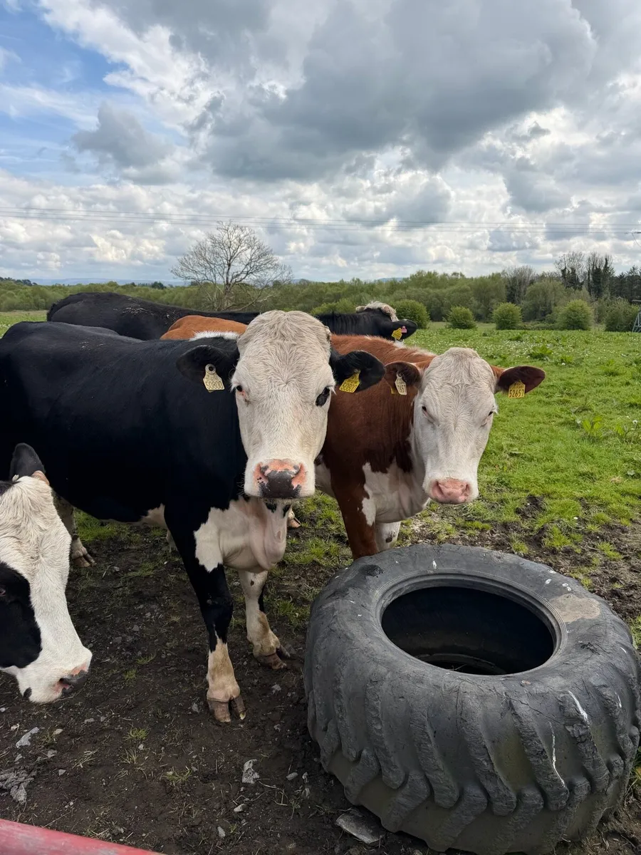 Bulling beef heifers - Image 1