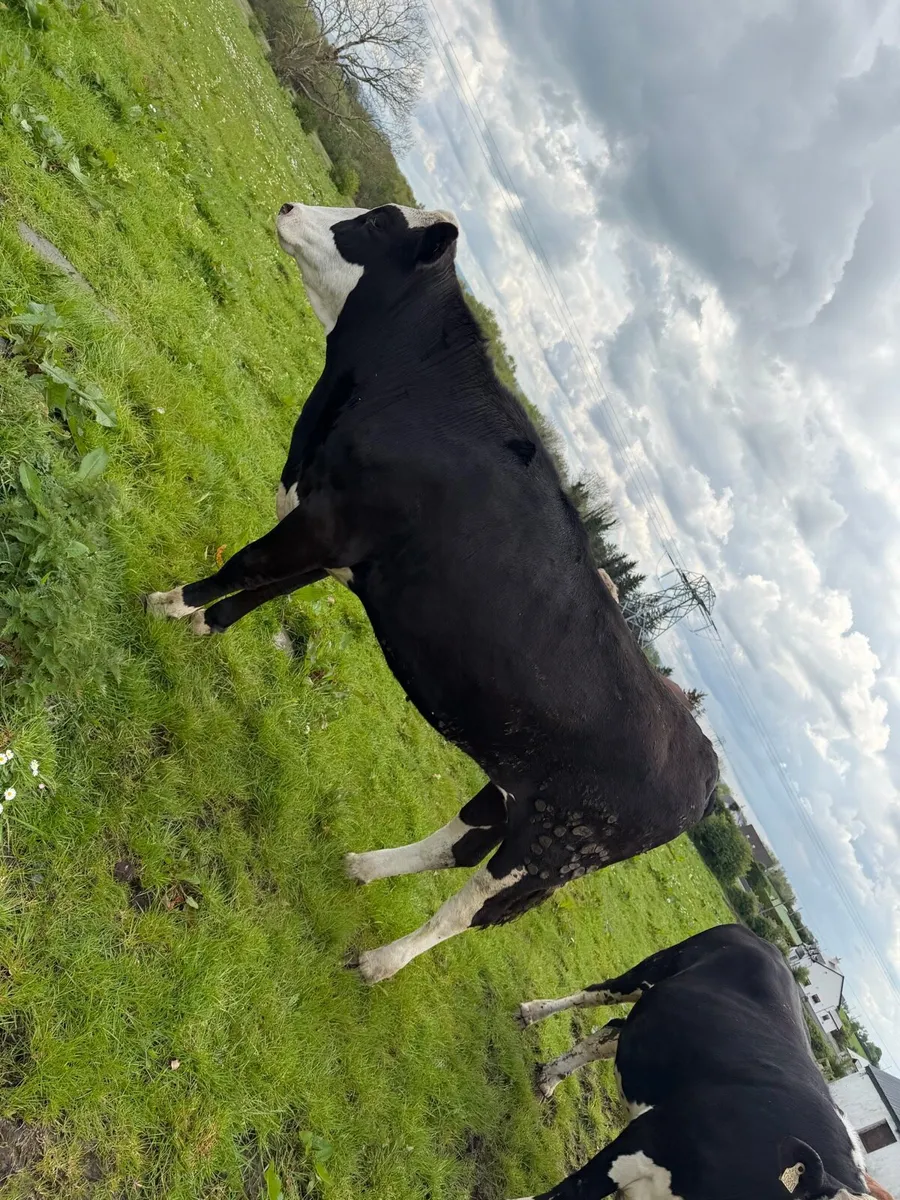 Bulling beef heifers - Image 4
