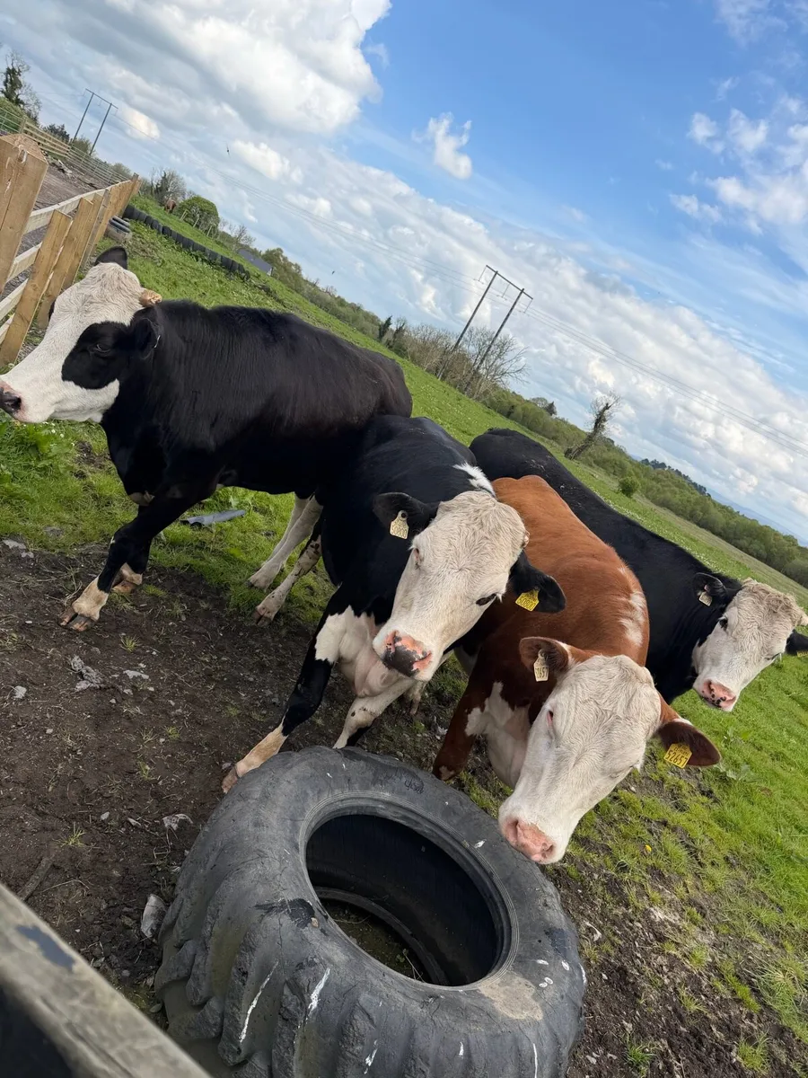 Bulling beef heifers - Image 2
