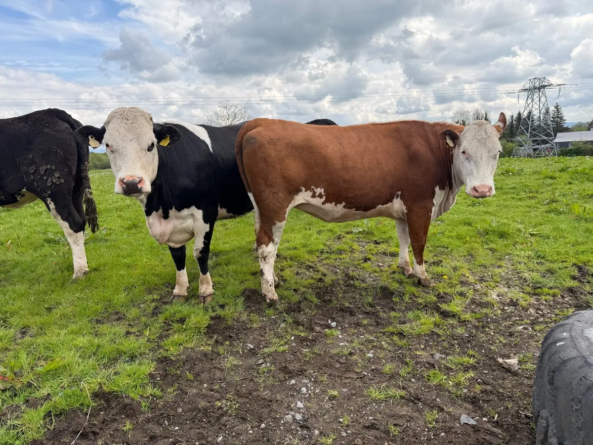 Bulling beef heifers - Image 3