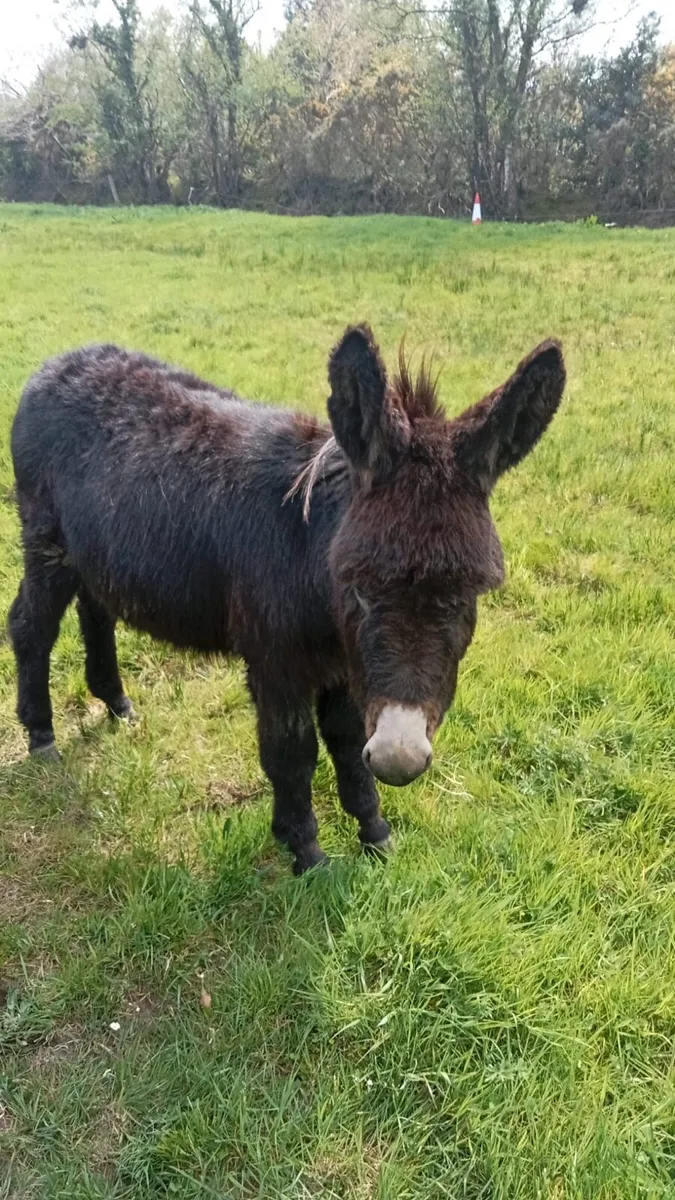 Mare Donkey Foal - Image 4