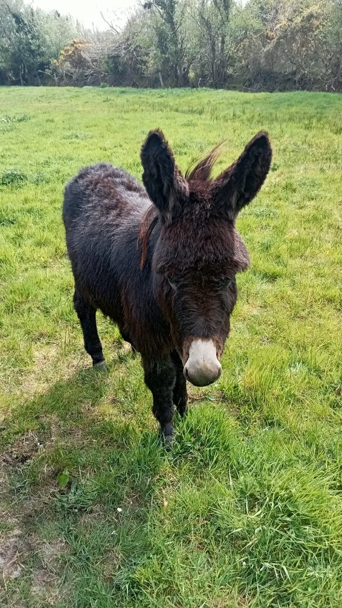 Mare Donkey Foal - Image 1