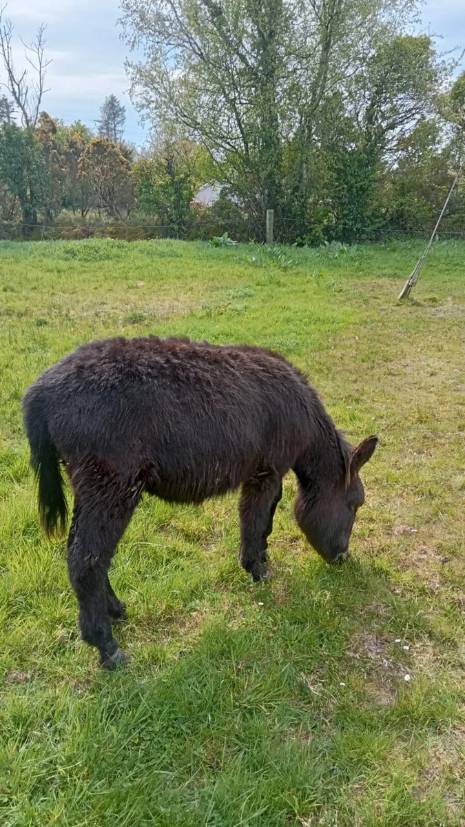 Mare Donkey Foal - Image 2