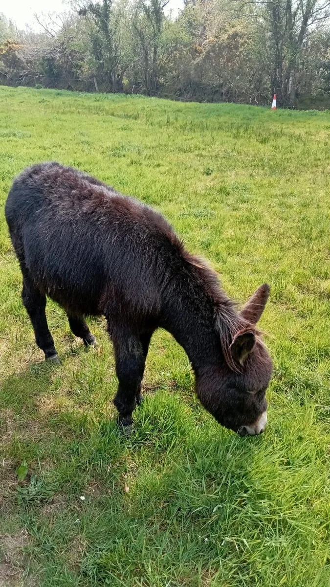 Mare Donkey Foal - Image 3