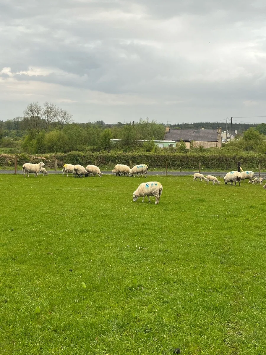 Ewes & lambs - Image 1