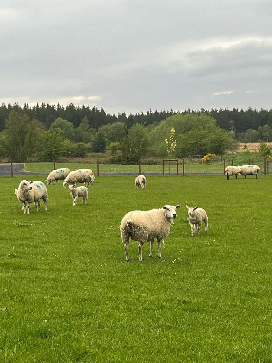 Ewes & lambs - Image 2