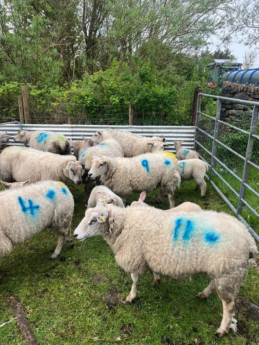 Ewes & lambs - Image 3