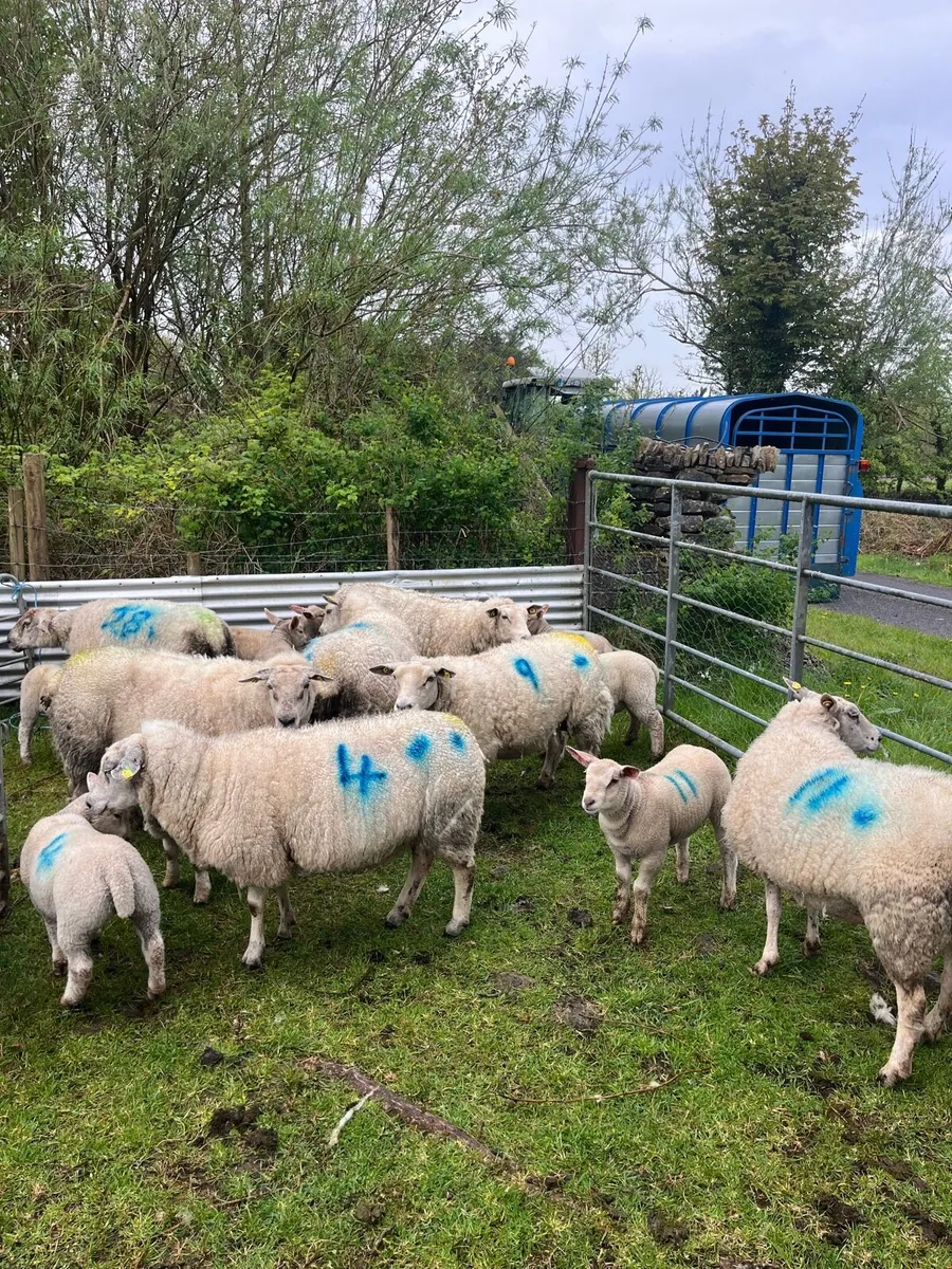 Ewes & lambs - Image 4