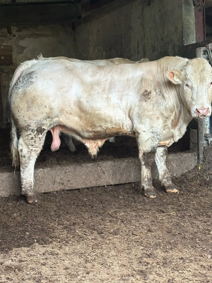5 ⭐️ PBR CHAROLAIS BULL. - Image 1