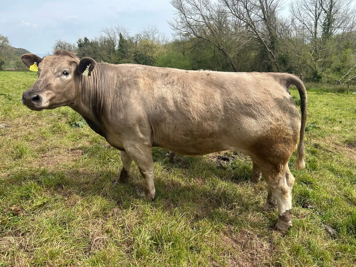 9 Ai Bred In Calf Heifers for sale - Image 3