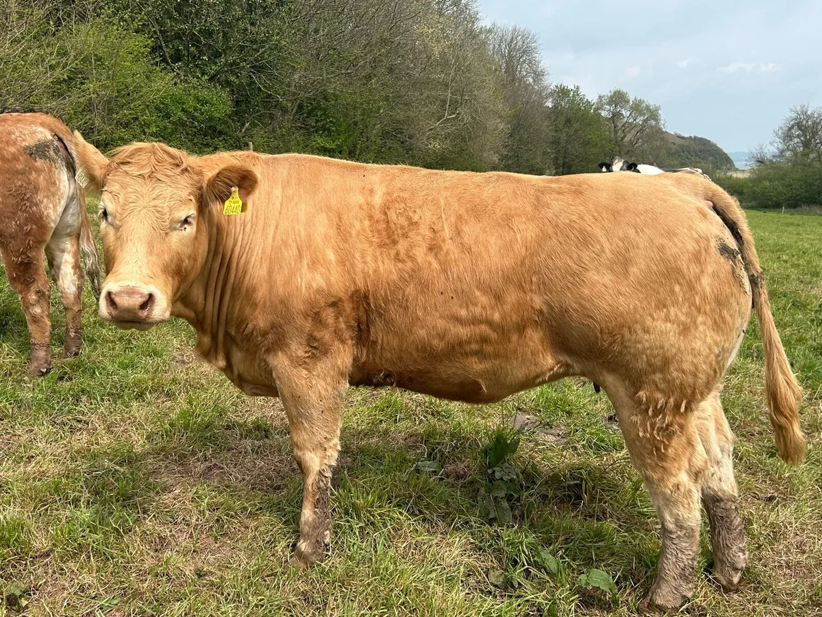 9 Ai Bred In Calf Heifers for sale - Image 1