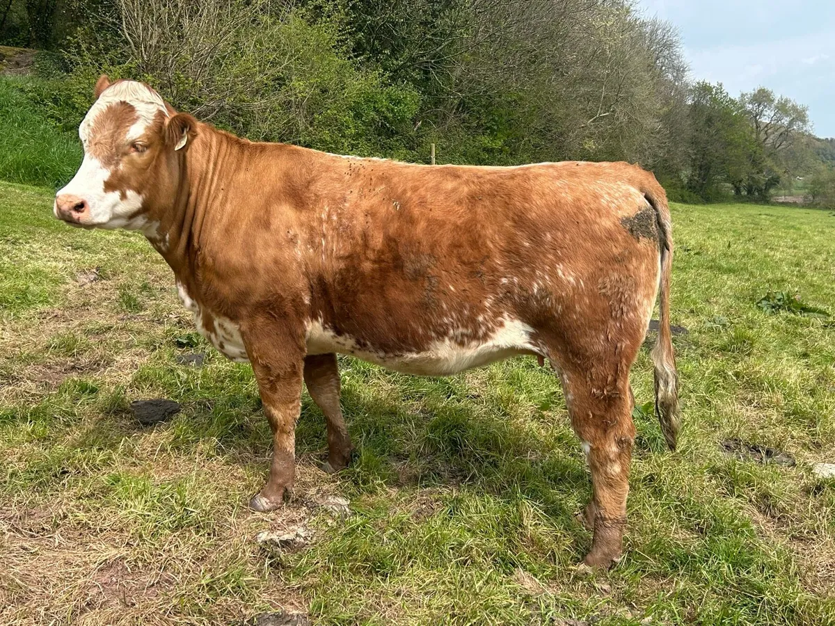 9 Ai Bred In Calf Heifers for sale - Image 2