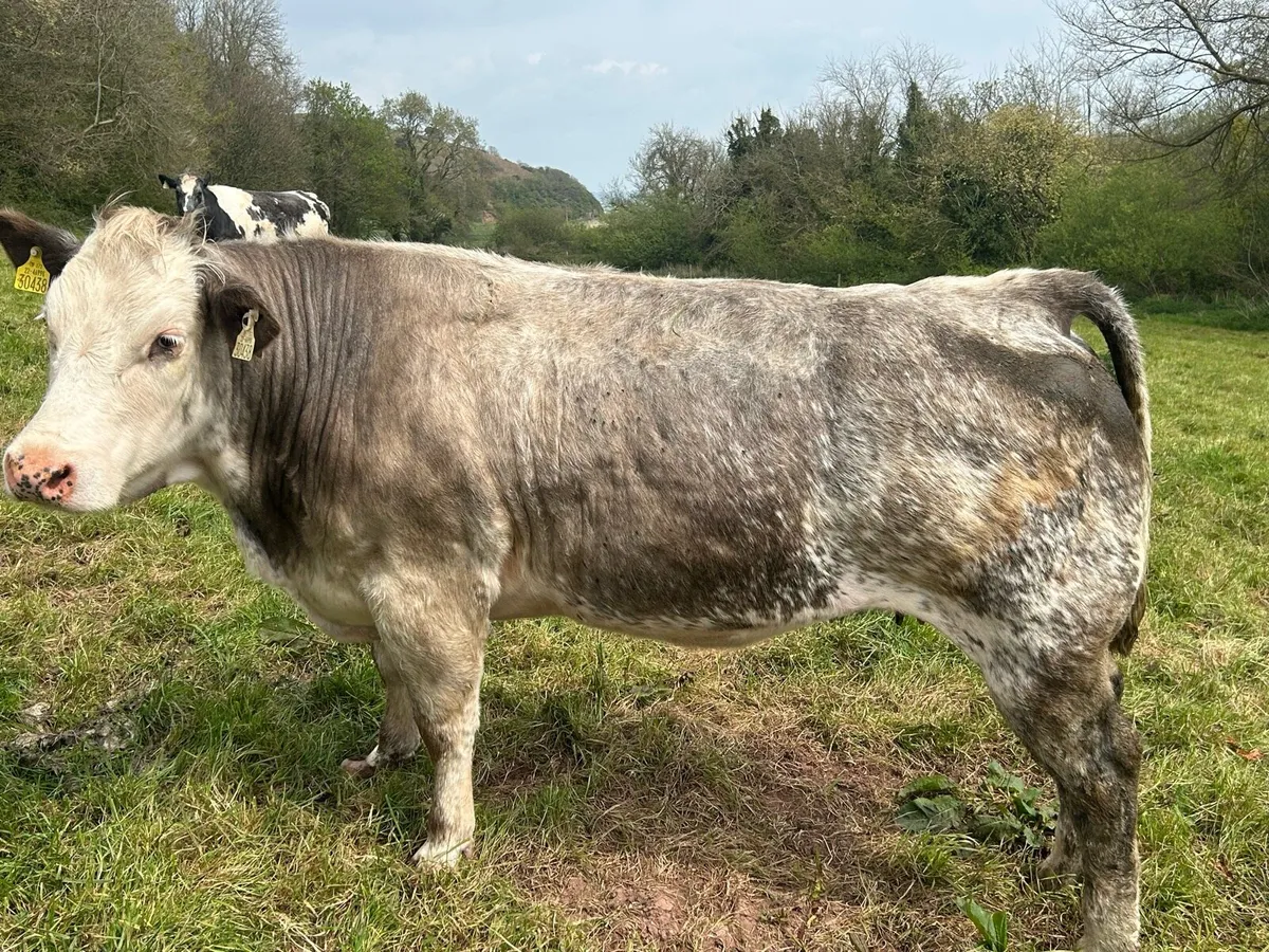 9 Ai Bred In Calf Heifers for sale - Image 4