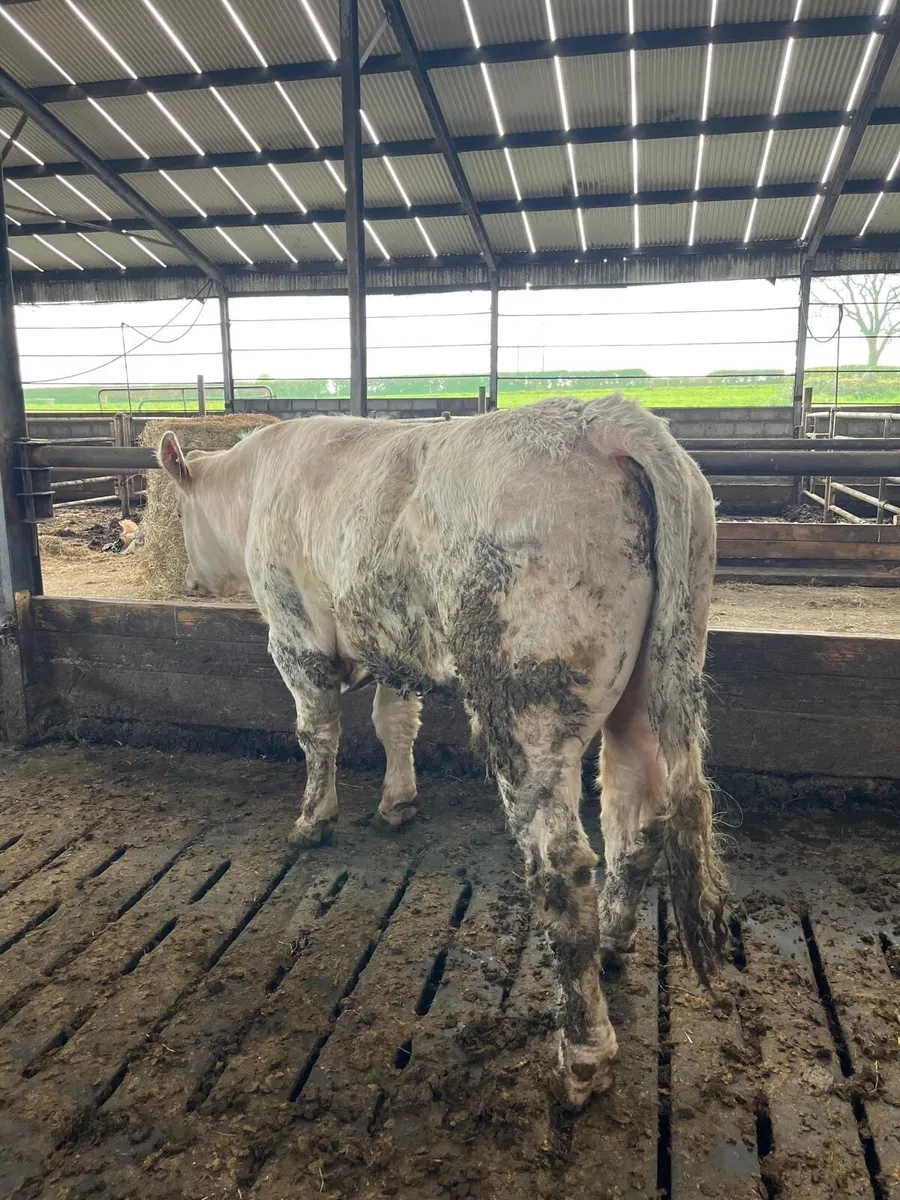Charlaois bull - Image 3