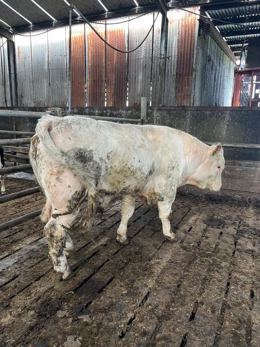 Charlaois bull - Image 4