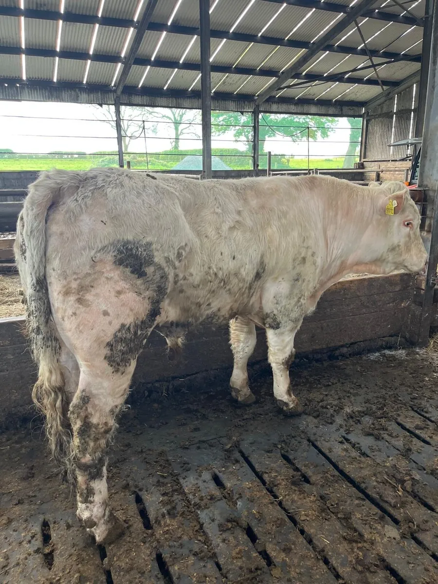 Charlaois bull - Image 1