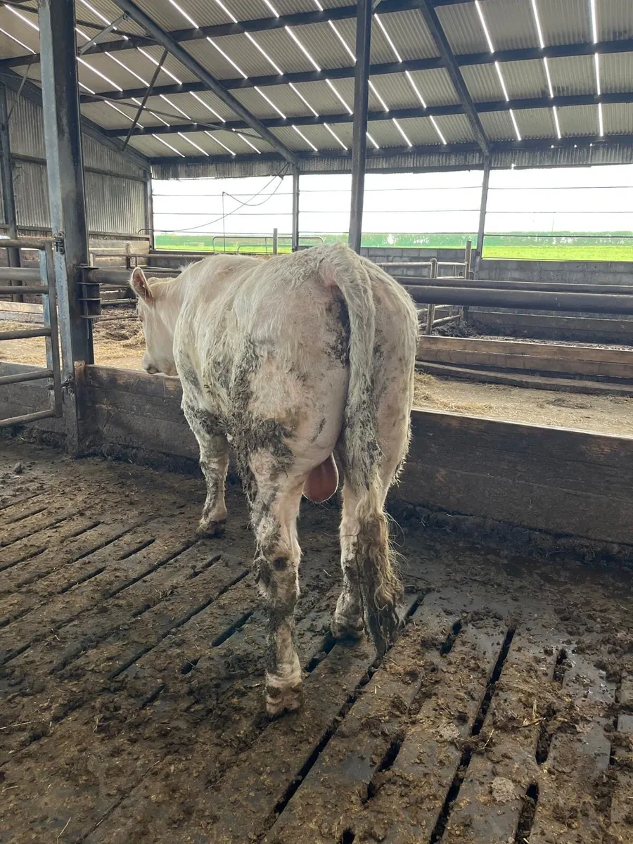 Charlaois bull - Image 2
