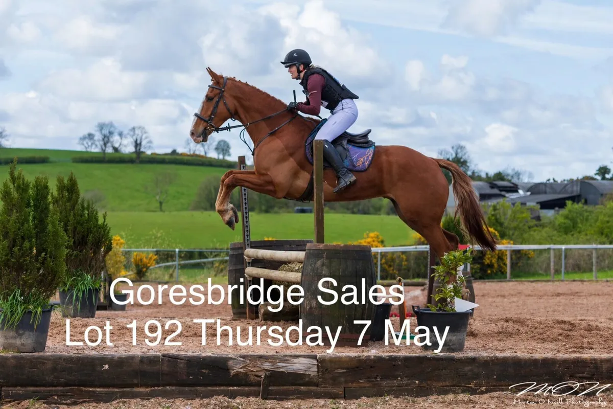 Performance Irish Draught gelding - Image 1