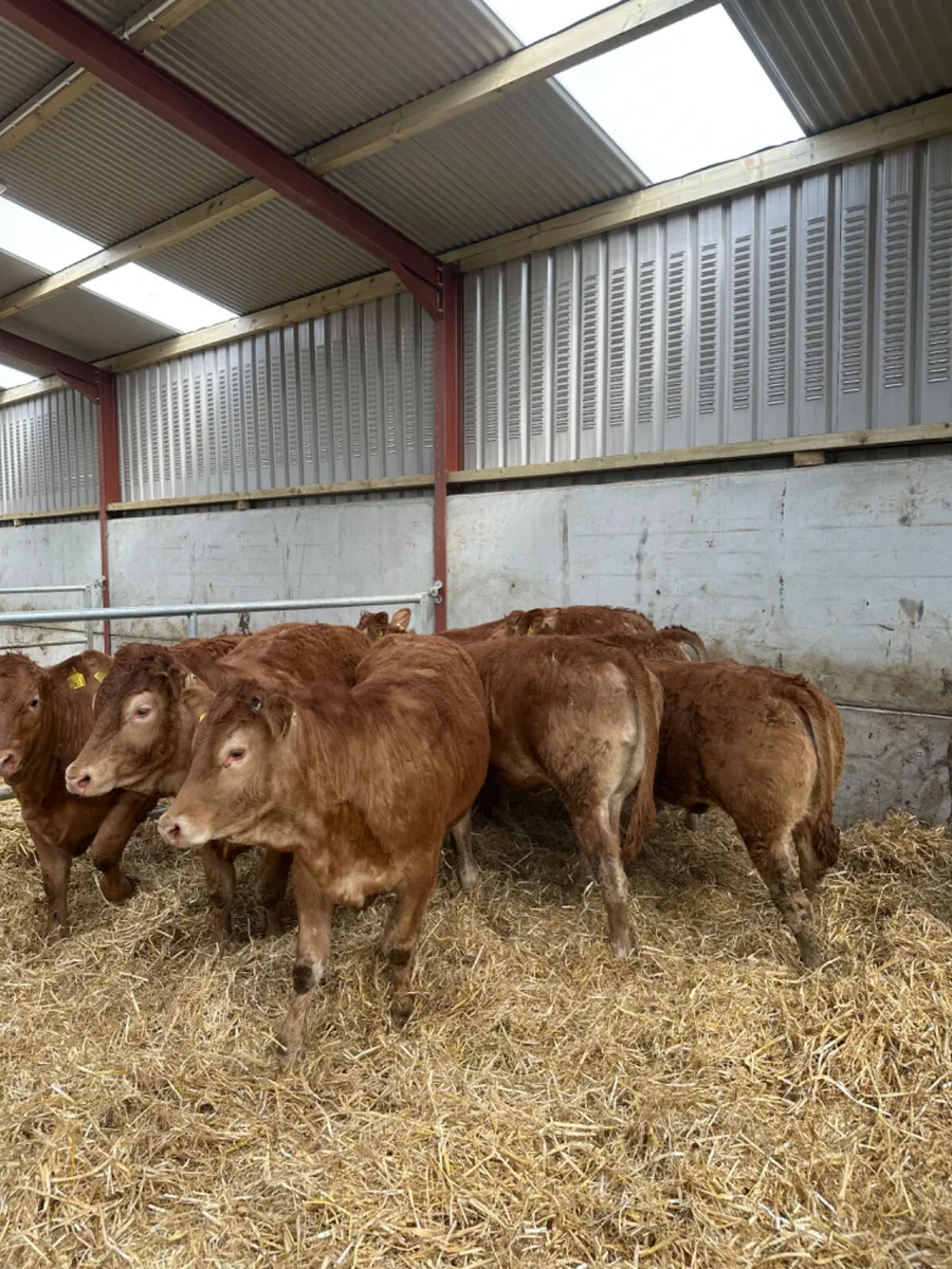 Lim heifers - Image 3