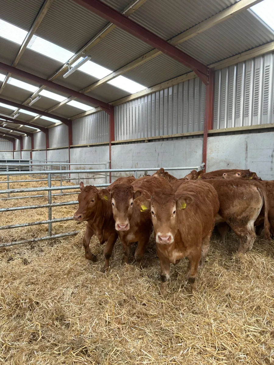 Lim heifers - Image 2