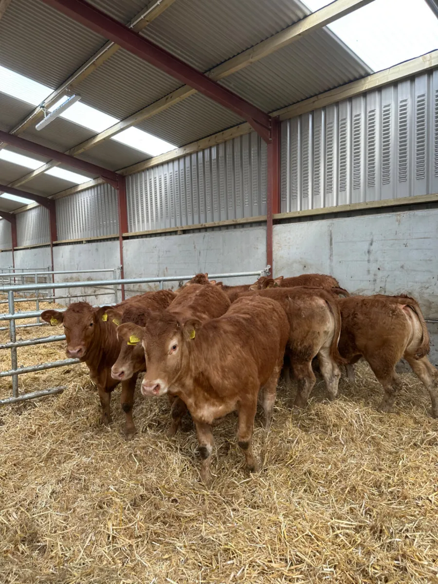 Lim heifers - Image 1