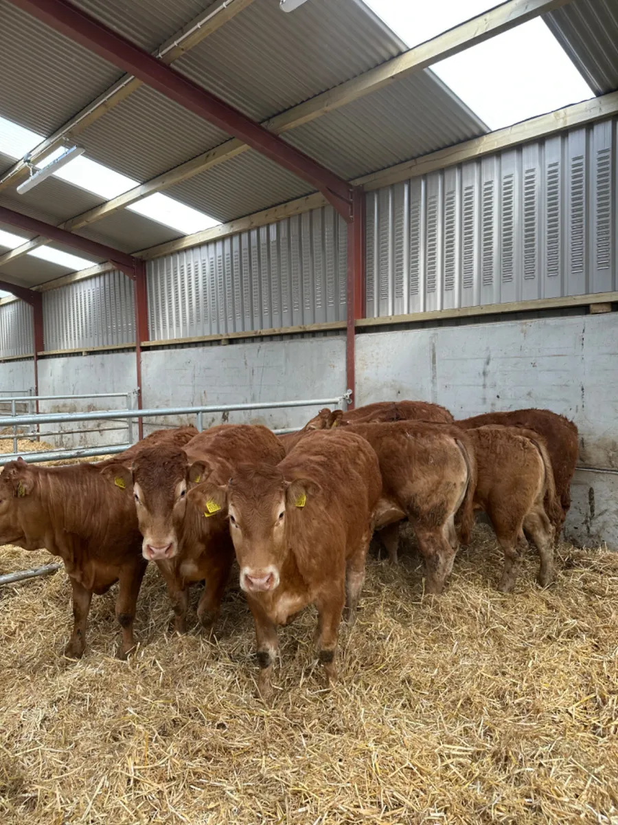 Lim heifers - Image 4