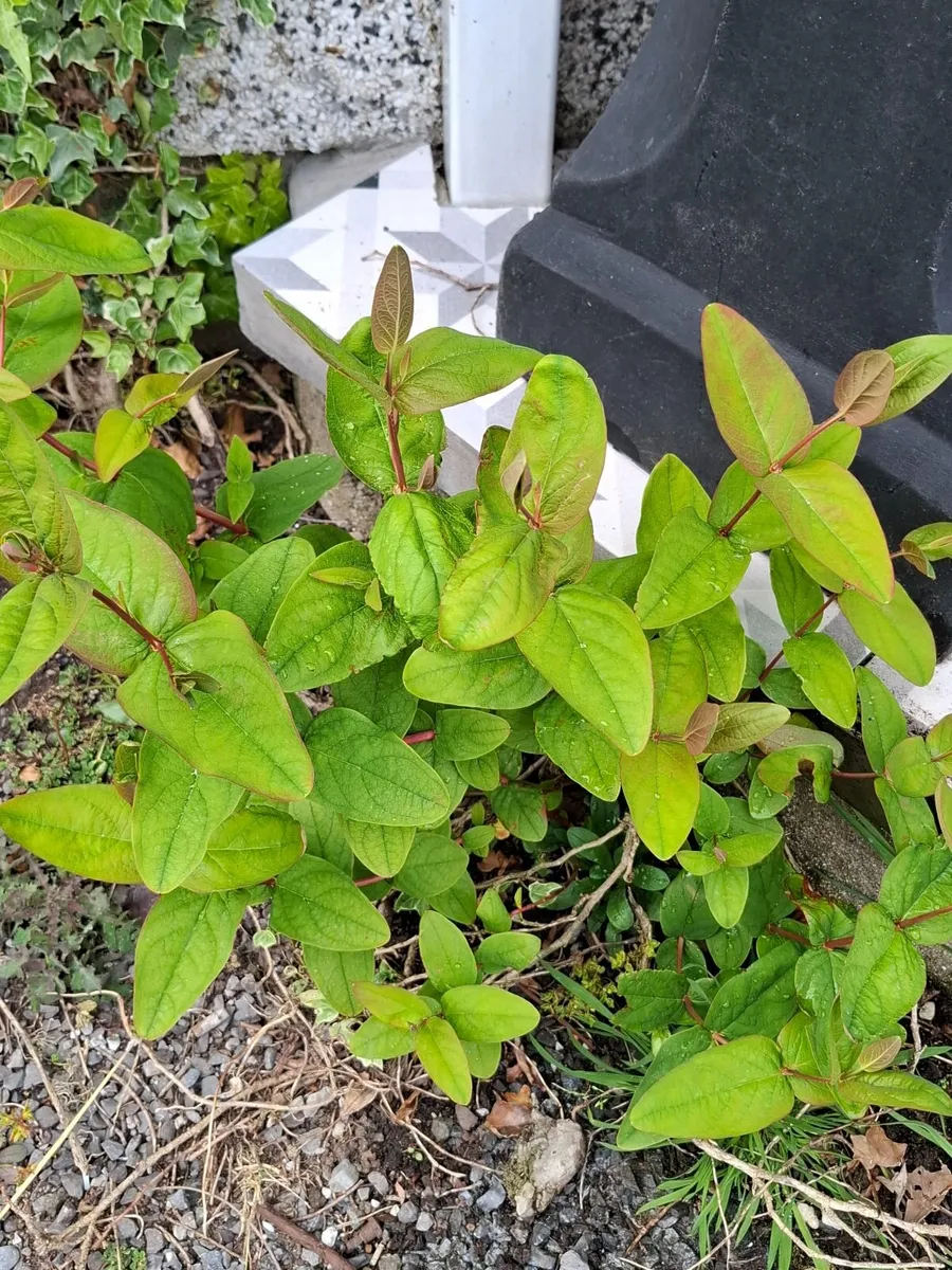 Plants - Image 2