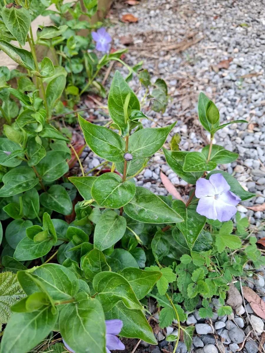 Plants - Image 3
