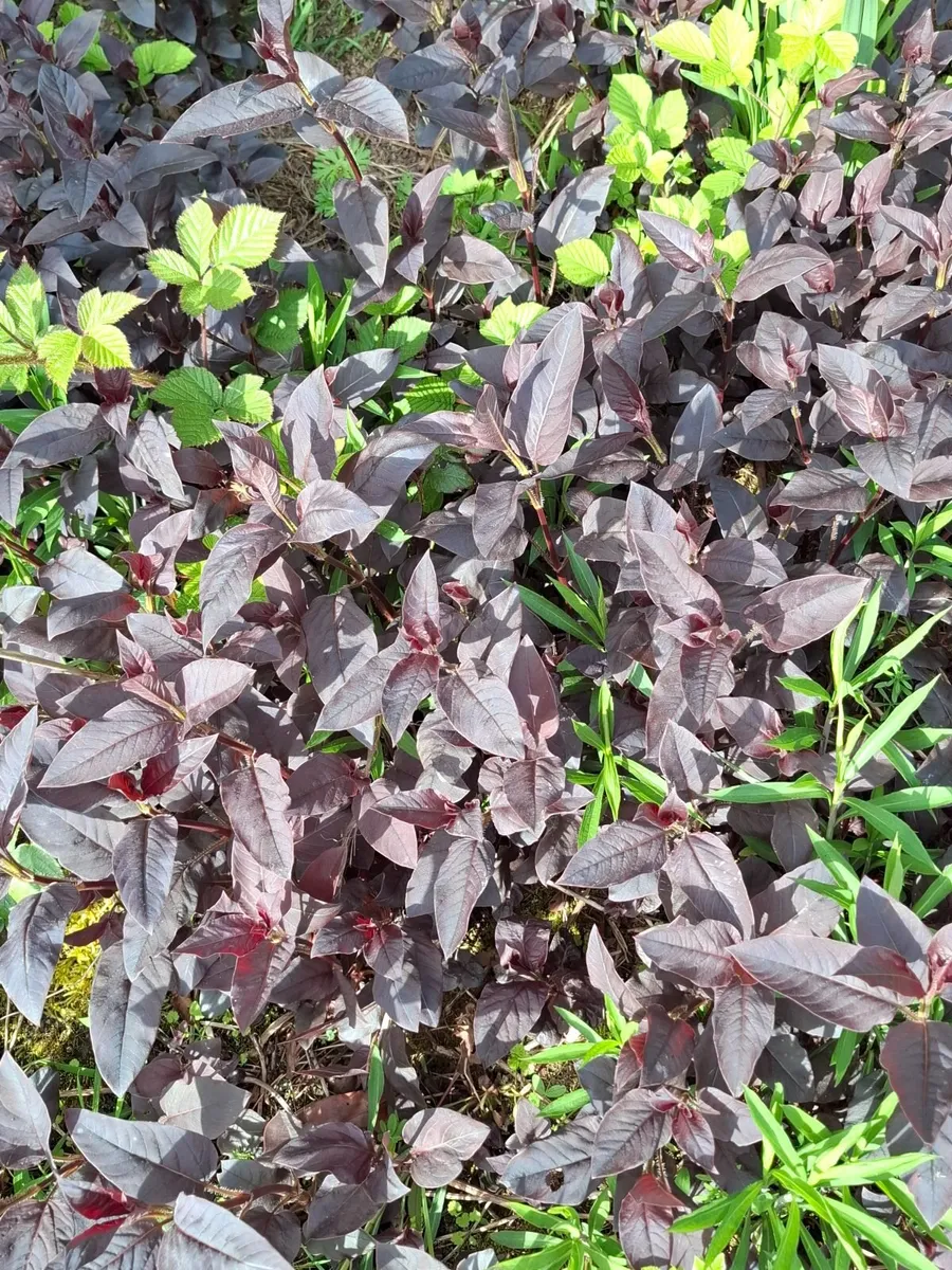 Plants - Image 4
