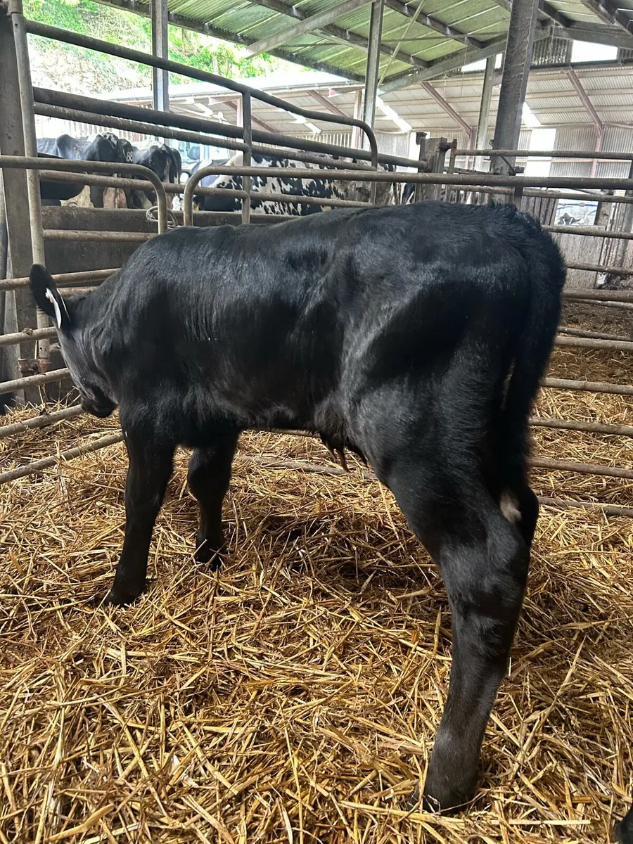 2 Aberdeen Angus bull calves - Image 3