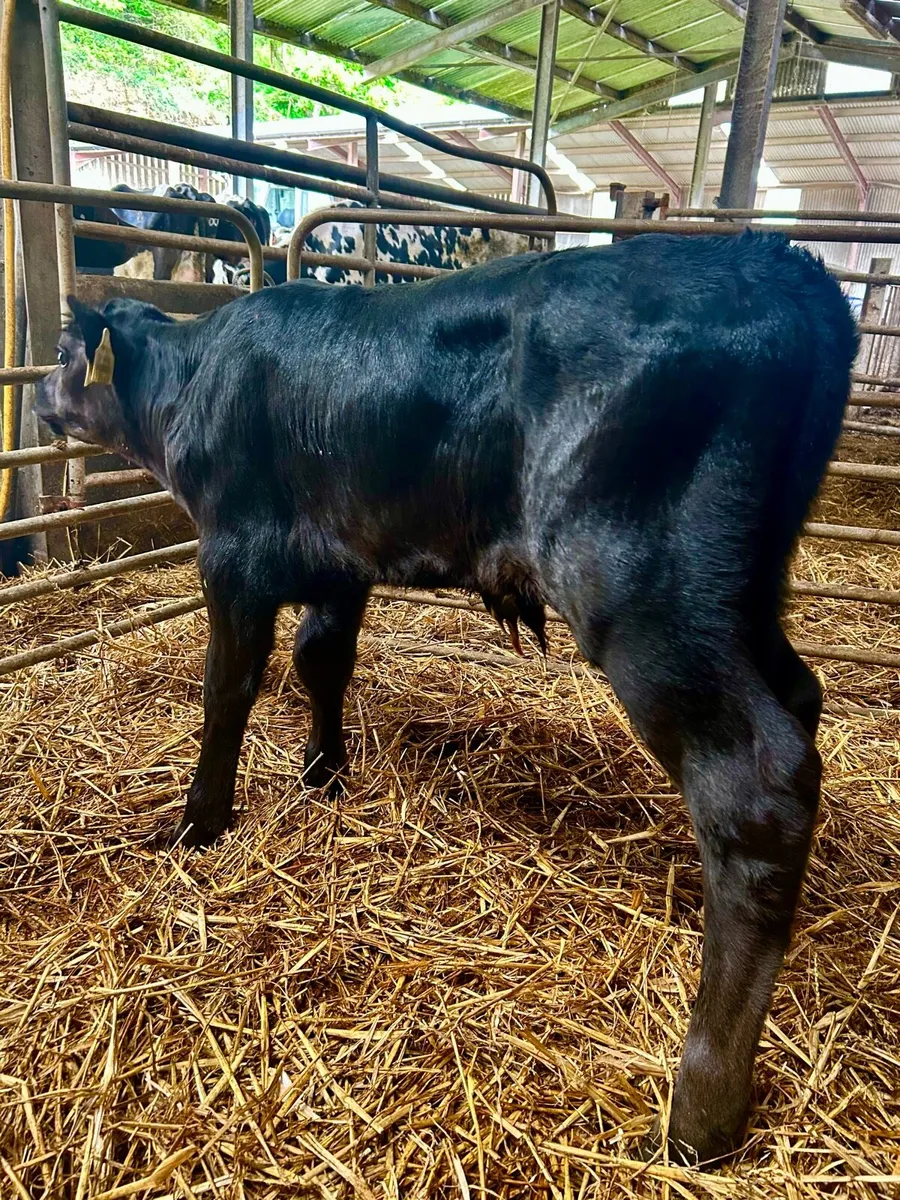 2 Aberdeen Angus bull calves - Image 4