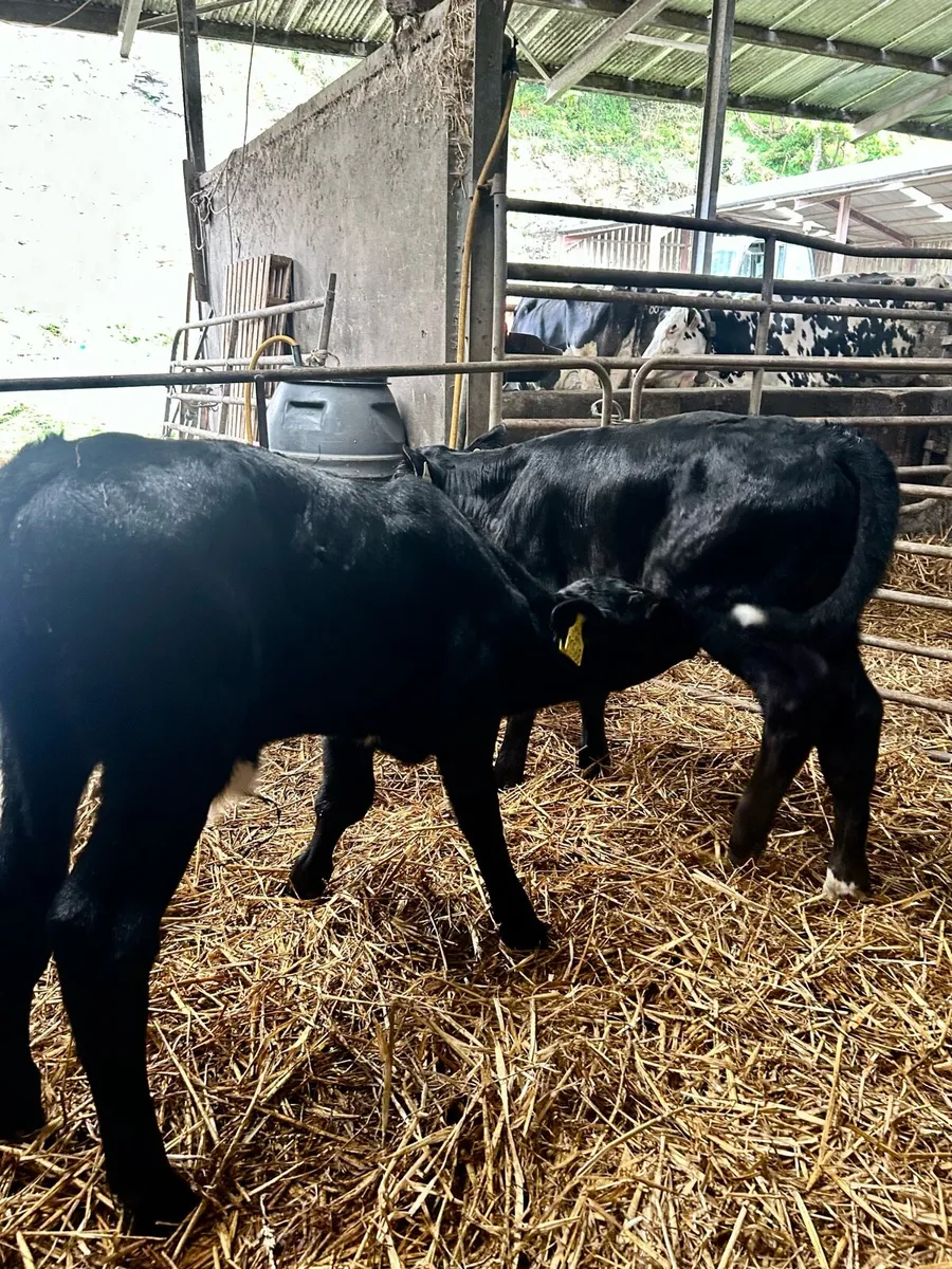 2 Aberdeen Angus bull calves - Image 2