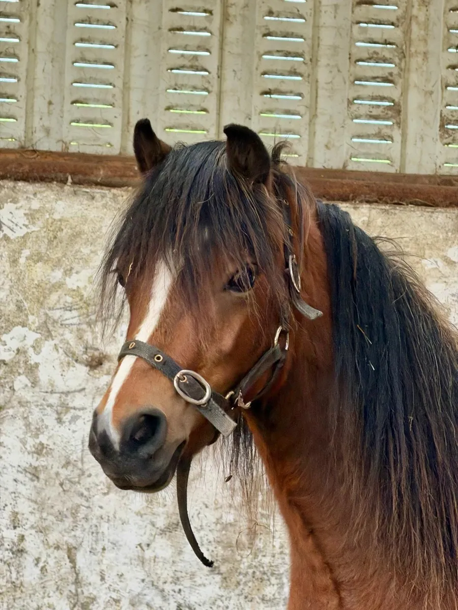 Welsh Section A Pony - Image 2
