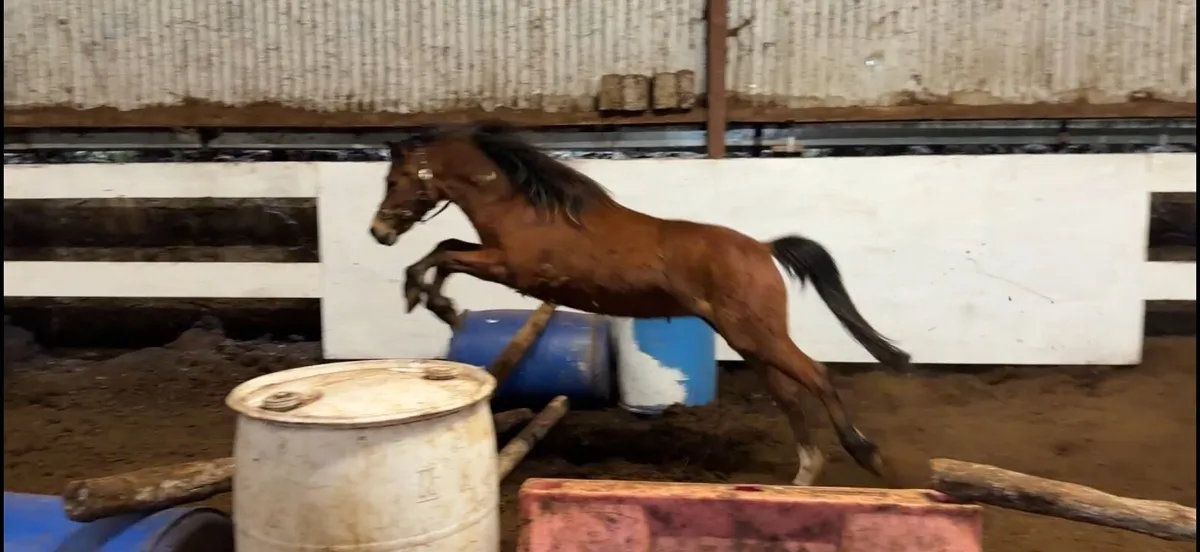 Welsh Section A Pony - Image 3
